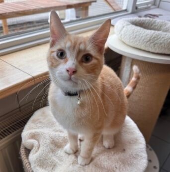 Pien Max.zittend aangepast