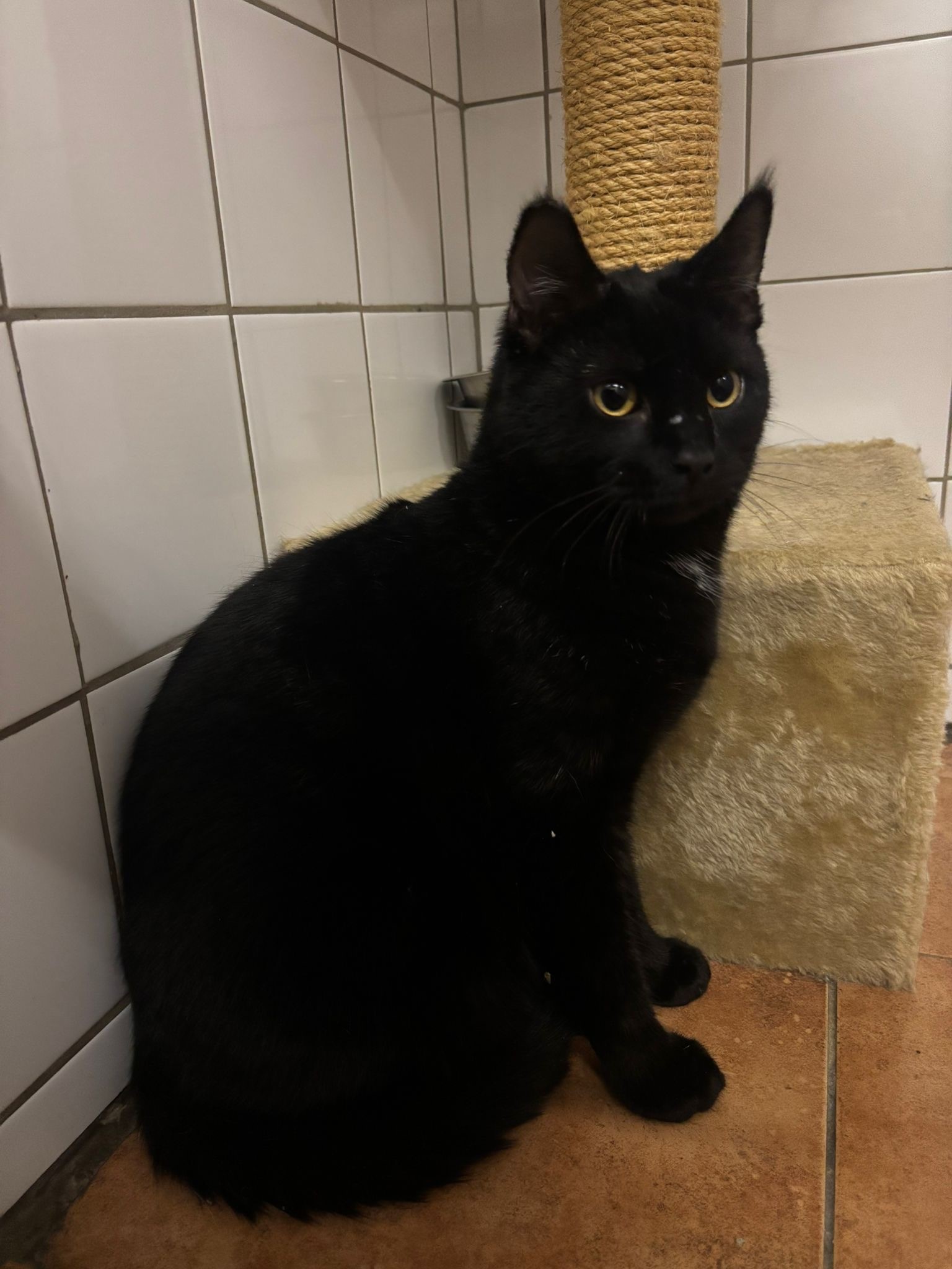 Bagheera 202414122024