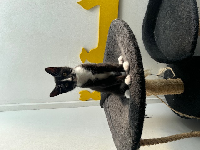Kitten zwart wit