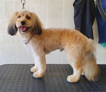 na het trimmen Bobby na