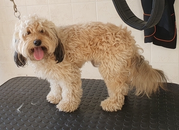 vóór het trimmen Bobby voor