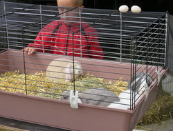 Bij de kleine konijntjes rsz img 2097